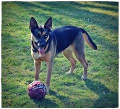 Husky/Schäferhund Mix