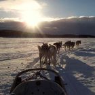 Huskyschlitten auf dem Inari-See