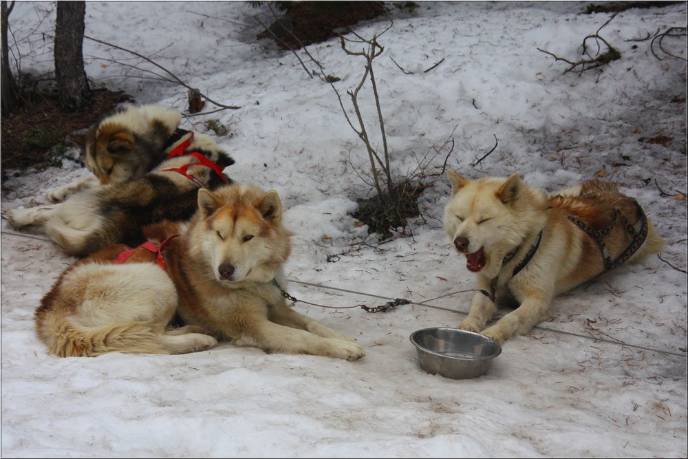 ..Huskys...en mode "pause"...