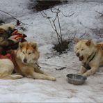 ..Huskys...en mode "pause"...