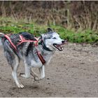 Husky.....(Siberian)