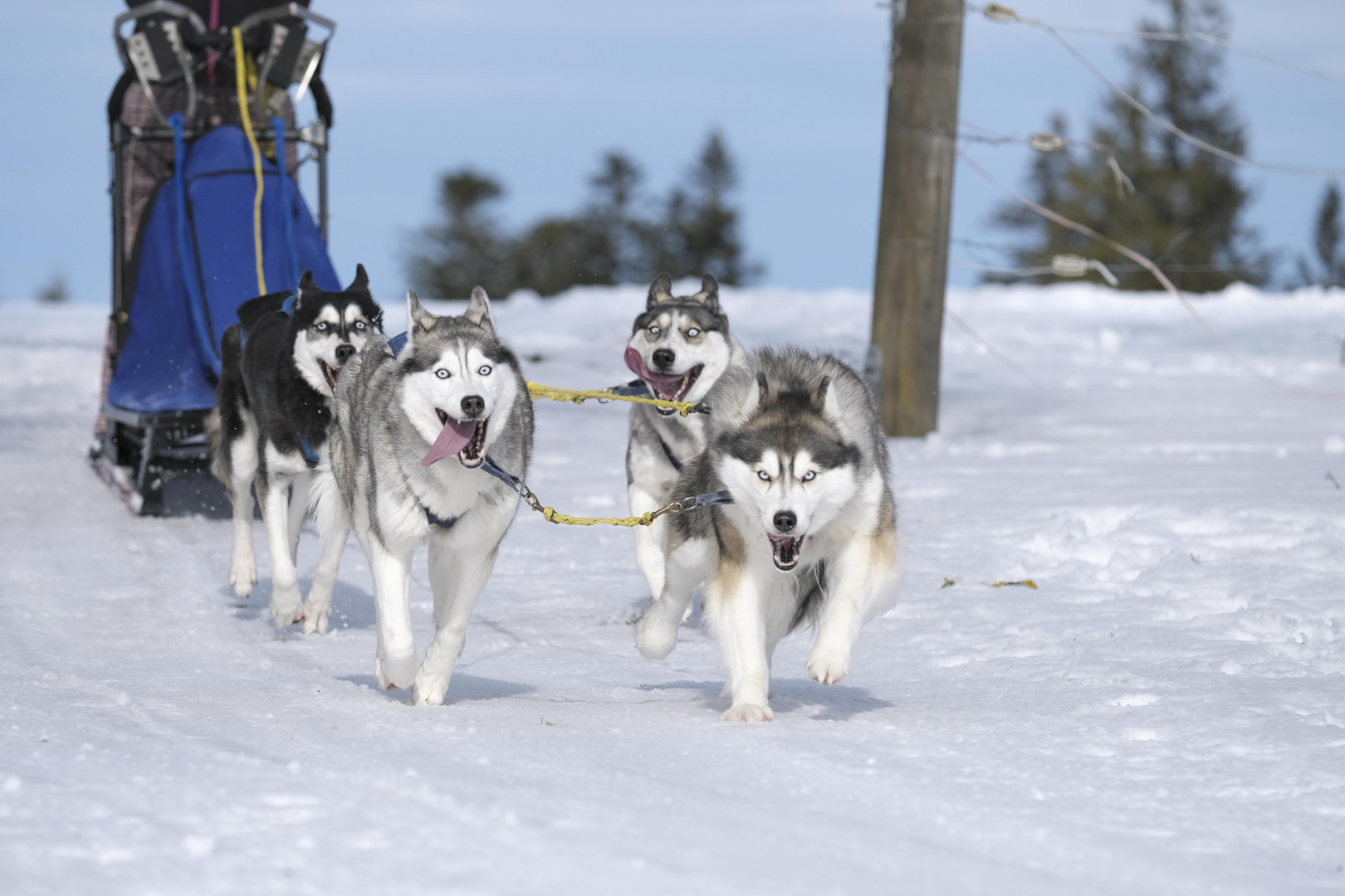 Huskys_im Schweizer Jura