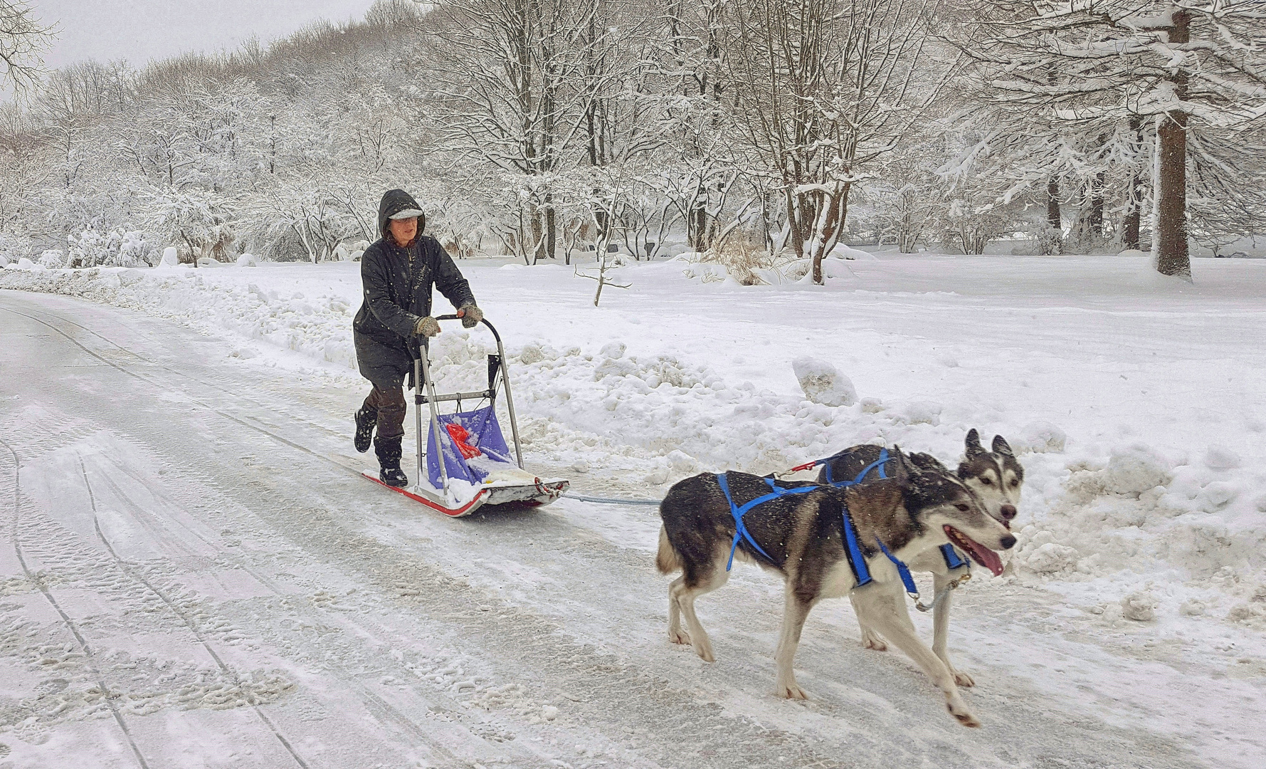 Huskytour durch den Westpark München