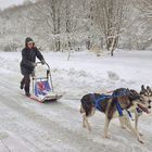 Huskytour durch den Westpark München