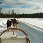 Huskytour in finnisch Lappland (Äkäslompolo)