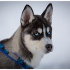 Huskywelpe