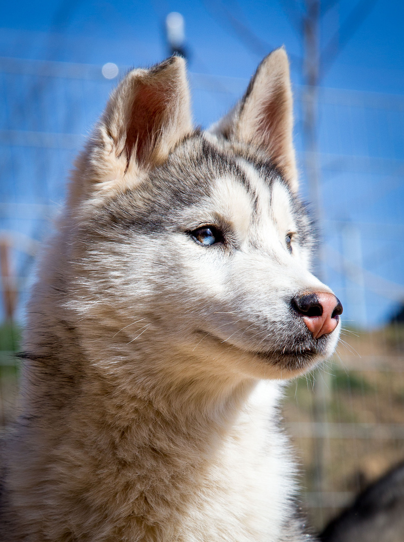 Huskywelpe.Cajori.