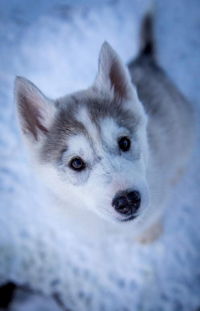Huskywelpe Ian Foto Bild Schnee Hunde Hund Bilder Auf Fotocommunity