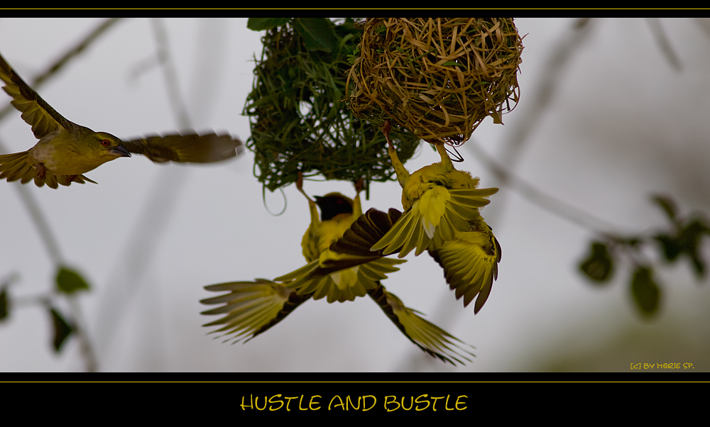 °° hustle and bustle °°