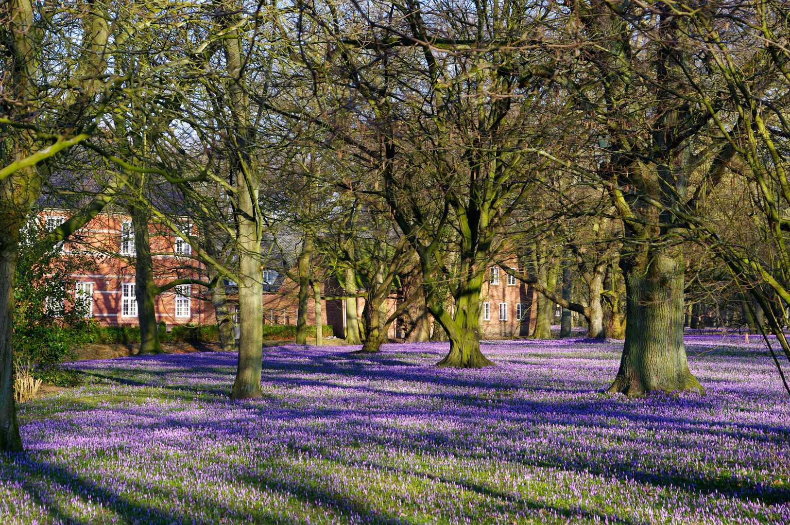 Husumer Krokusblüte