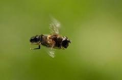 Hut ab, vor allen die Insekten im Flug erwischen