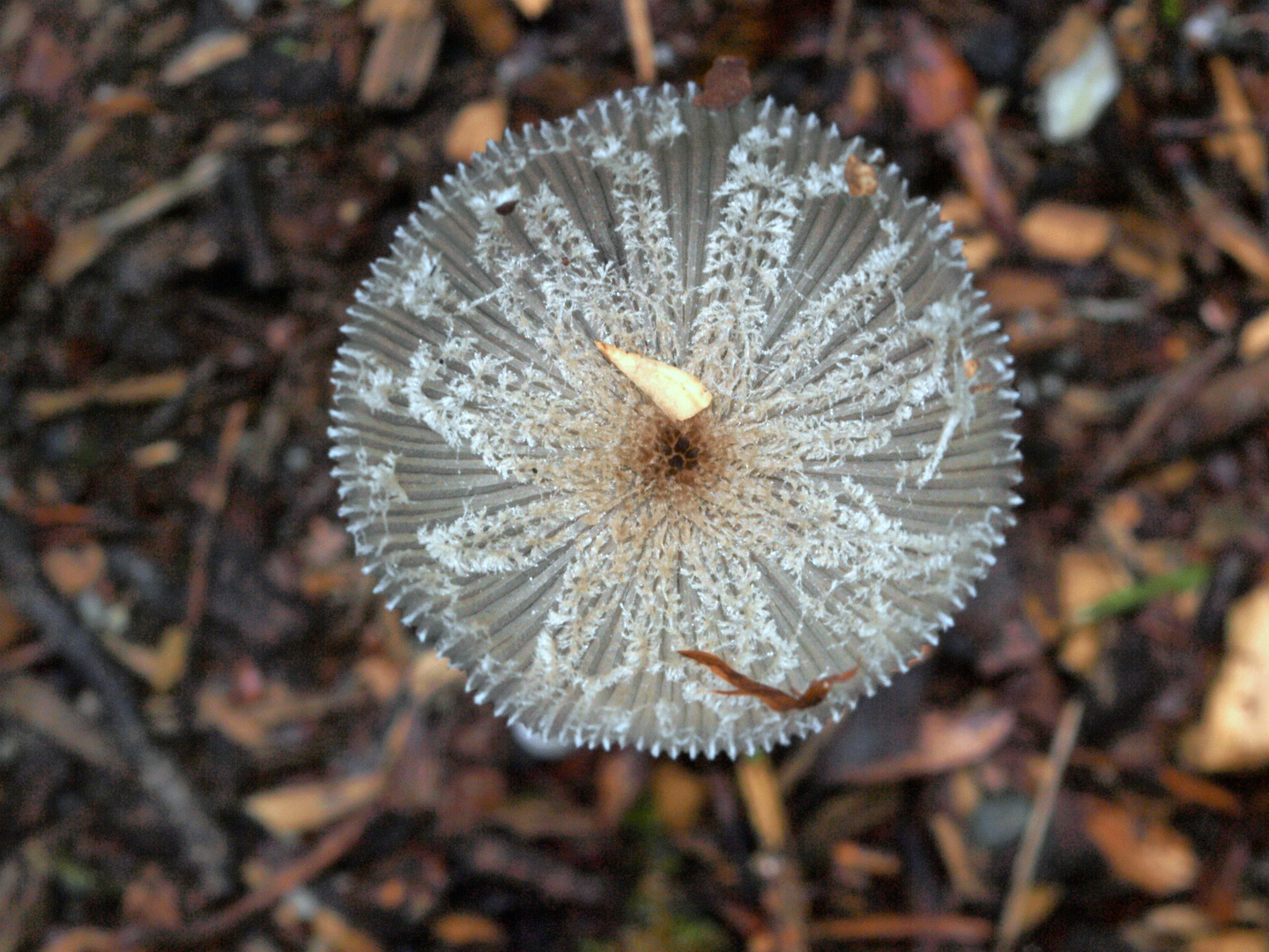 Hut des "Waldfeepilzes" - "Hasenpfote"