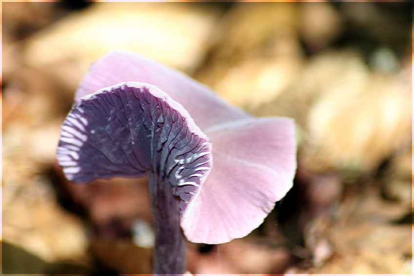 Hut mit flotter Krempe....