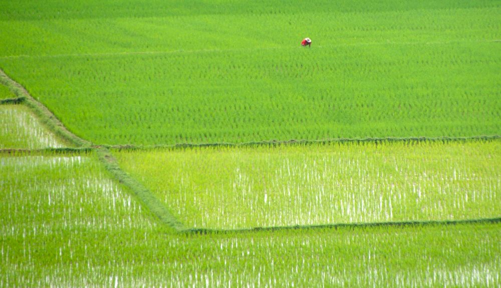 hut mit rotem t-shirt im reisfeld, laos 2010