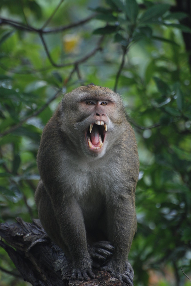 Hutan Wisata di Kaliurang