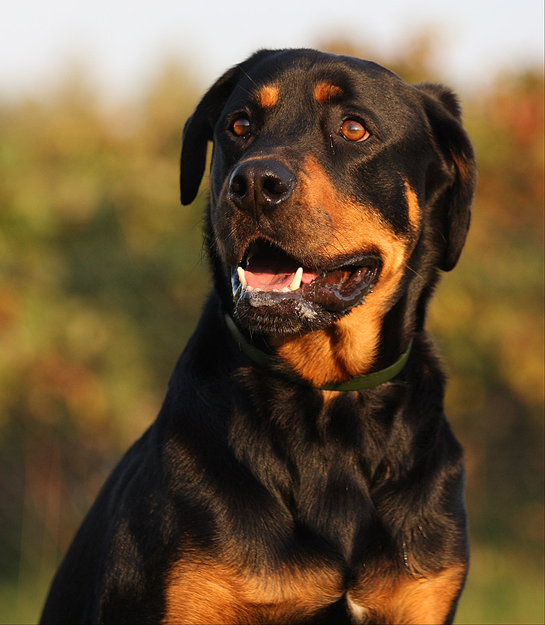 Hutch, ein Beauceron Rottweiler Mischling Foto & Bild tiere