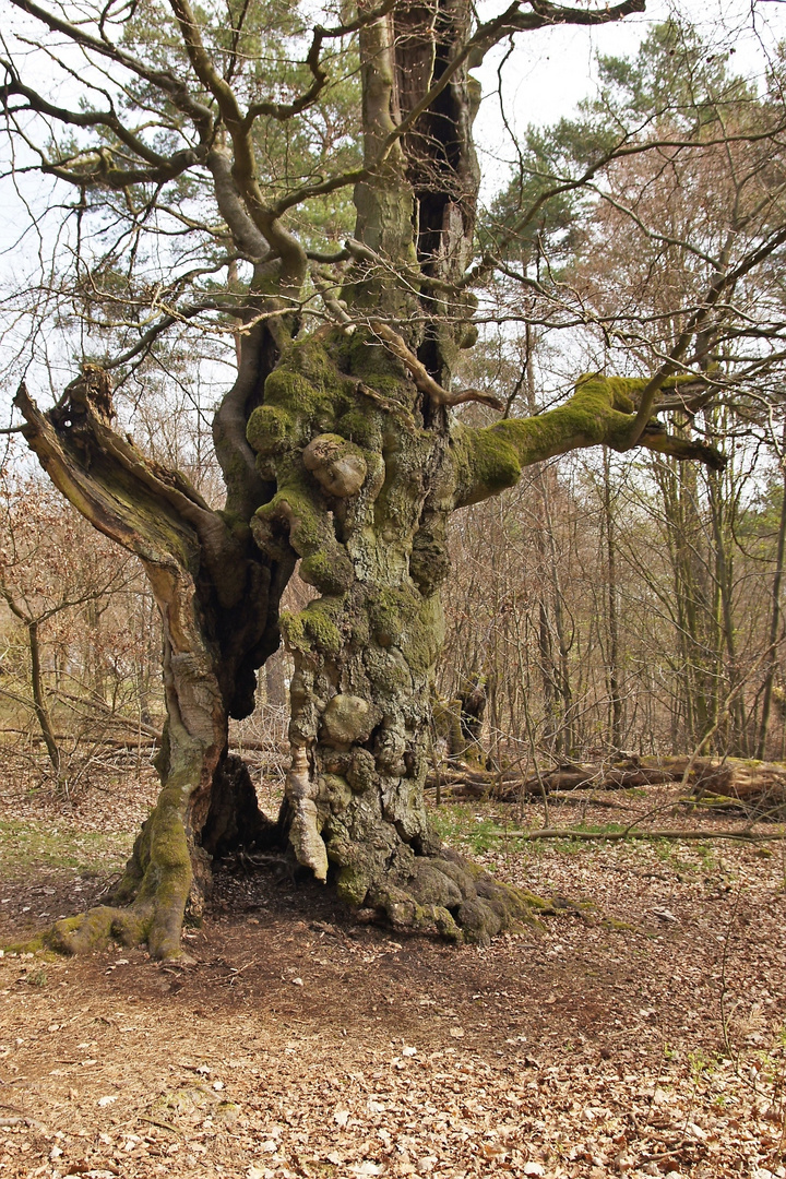 Hutebuche im Hutewald "Halloh"