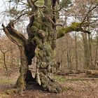 Hutebuche im Hutewald "Halloh"