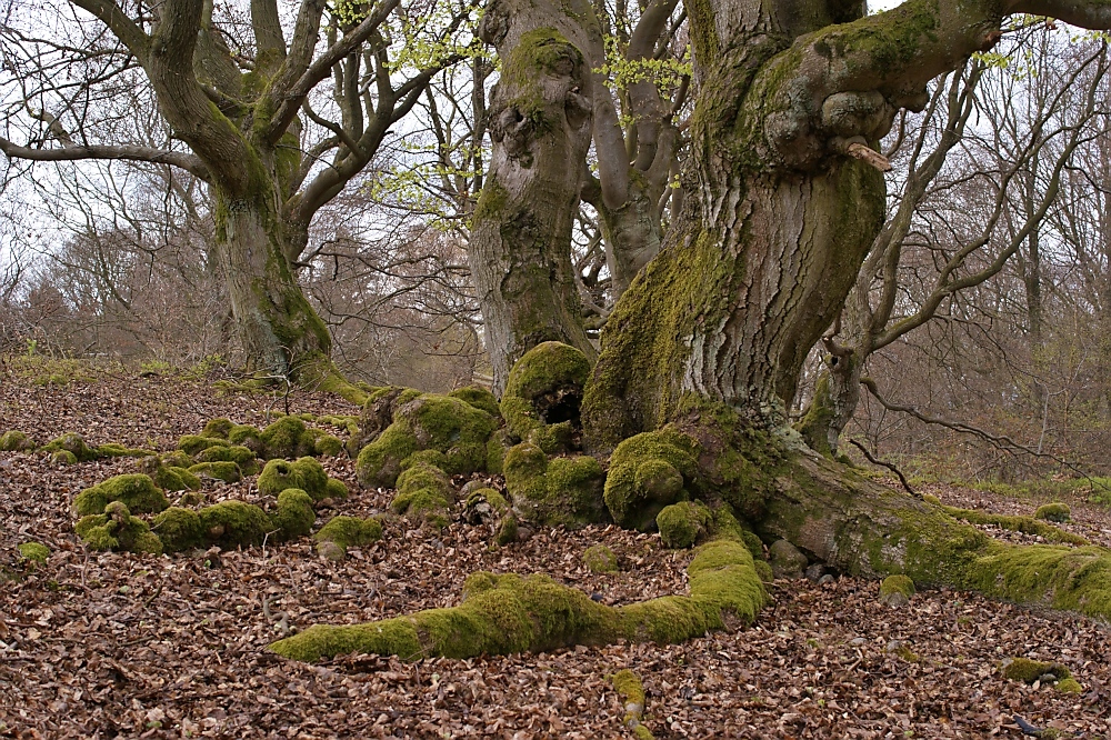 Hutebuche im Hutewald "Halloh"