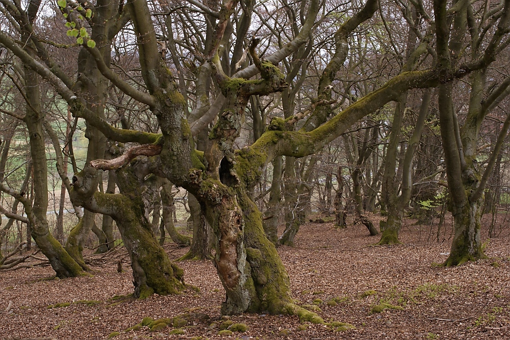 Hutebuche im Hutewald "Halloh"