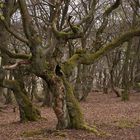 Hutebuche im Hutewald "Halloh"