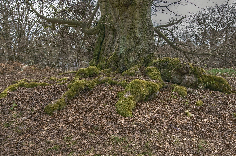 Hutebuche im Hutewald "Halloh"