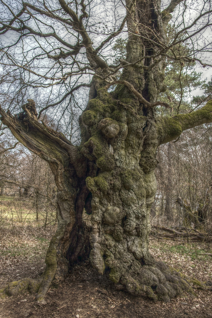 Hutebuche im Hutewald "Halloh" - HDR