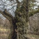 Hutebuche im Hutewald "Halloh" - HDR