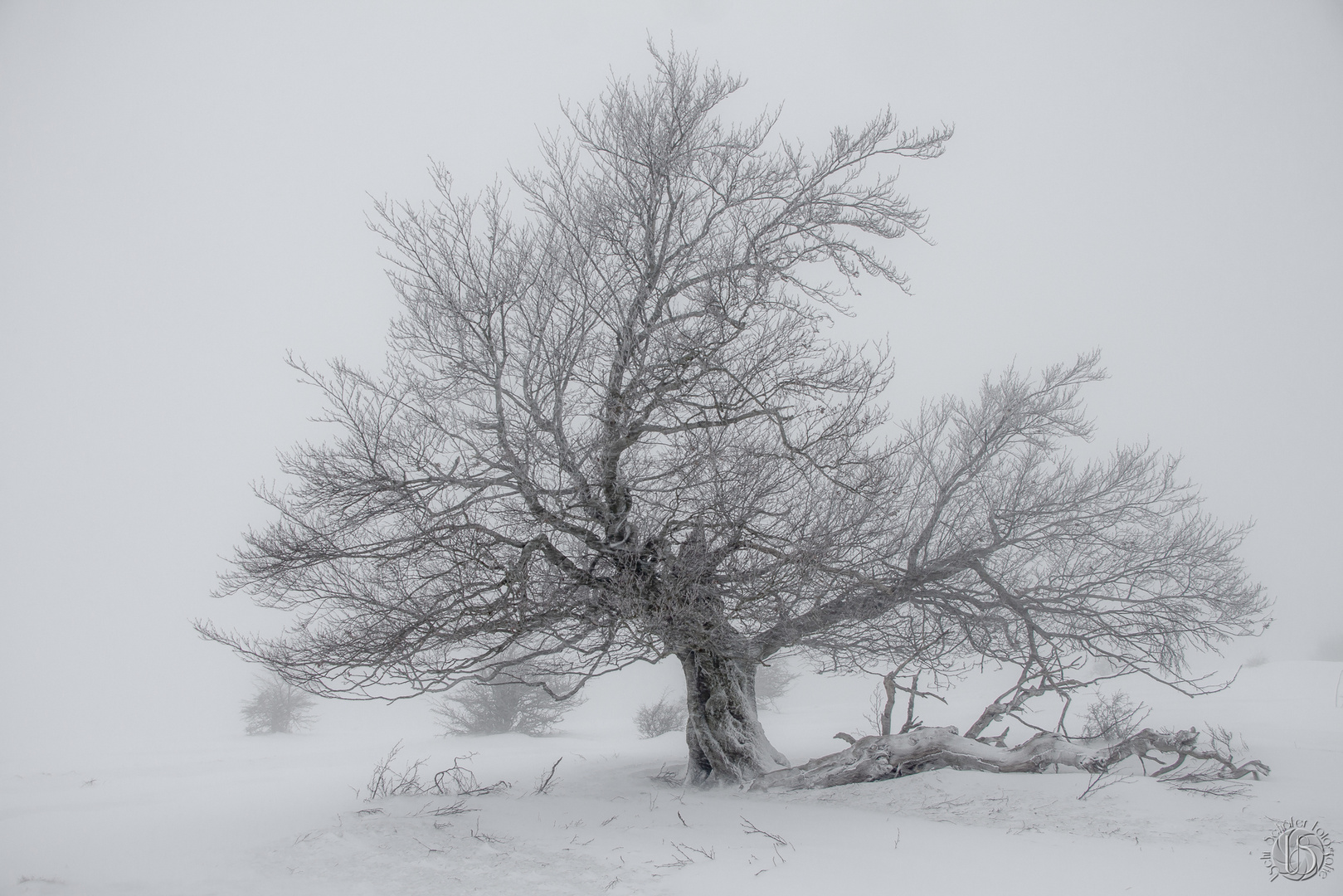 Hutebuche im Winter