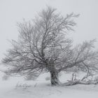 Hutebuche im Winter