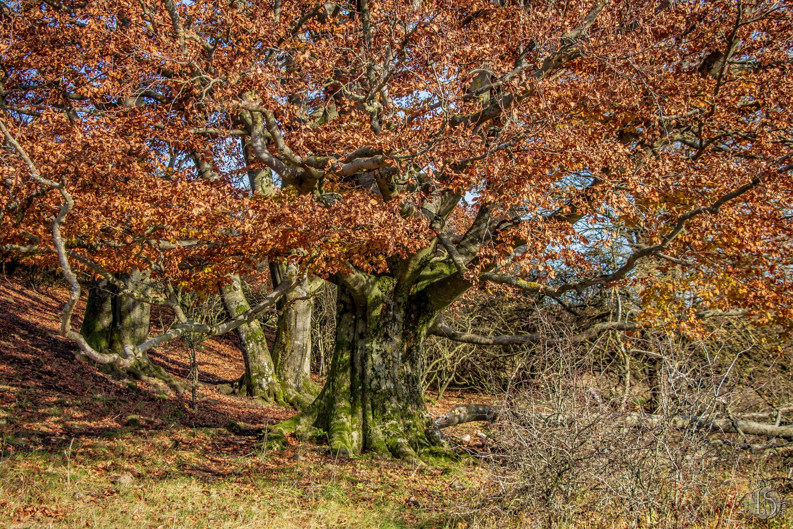 Hutebuchen im Herbst 