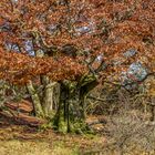 Hutebuchen im Herbst 