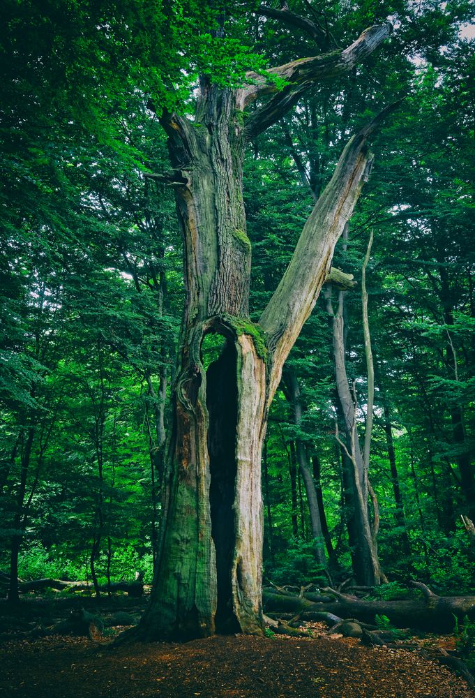 Huteeiche im Urwald Sababurg