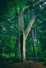 Huteeiche im Urwald Sababurg