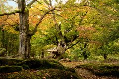 Hutewald