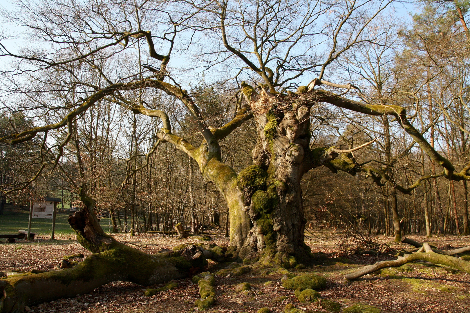 Hutewald am Halloh