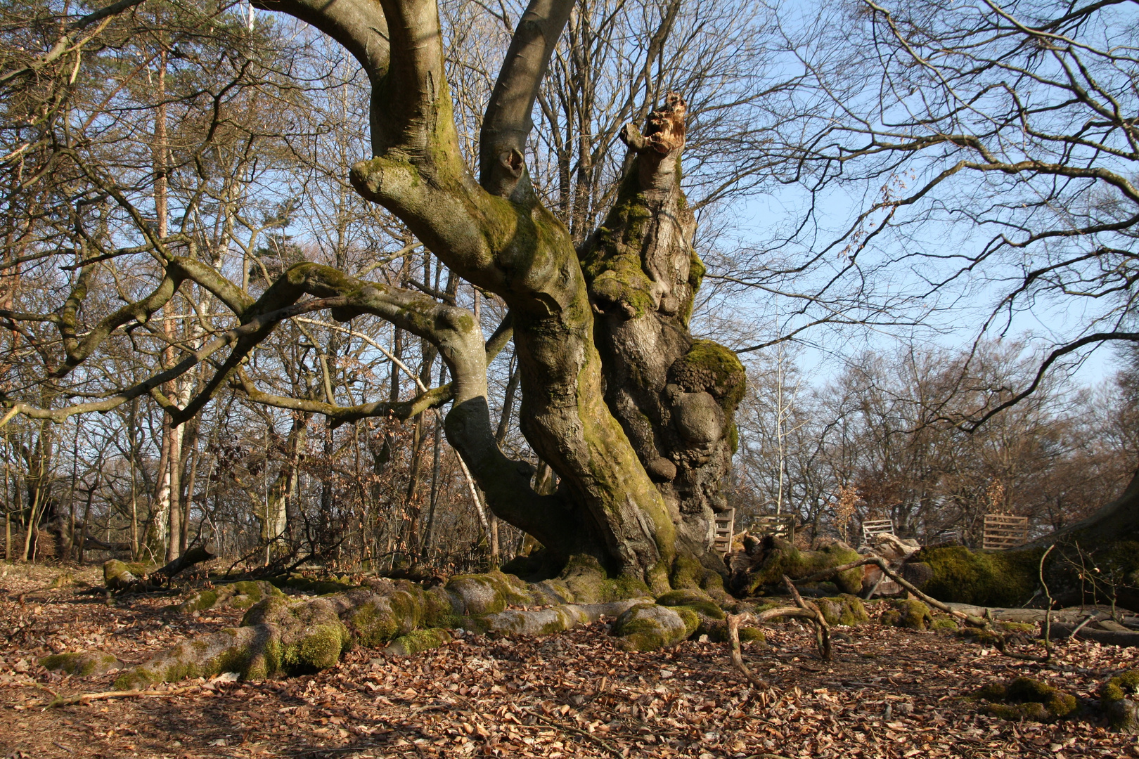 Hutewald am Halloh