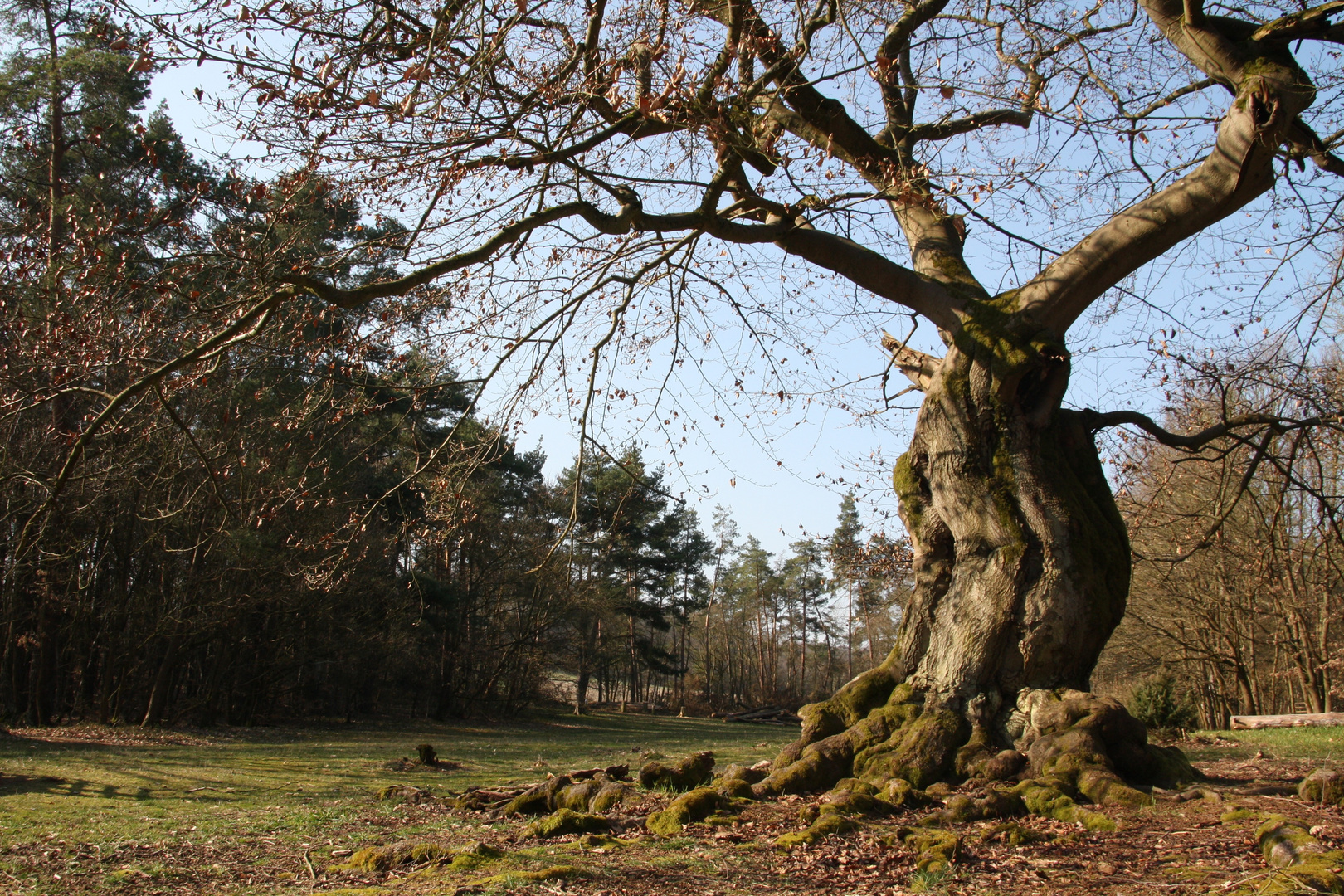 Hutewald am Halloh