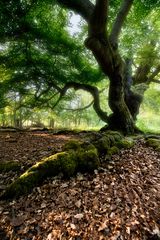 Hutewald Halloh