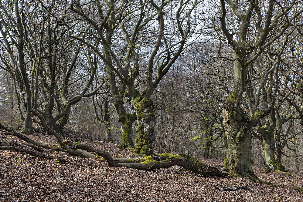 HUTEWALD Halloh bei Bad Wildungen (2)