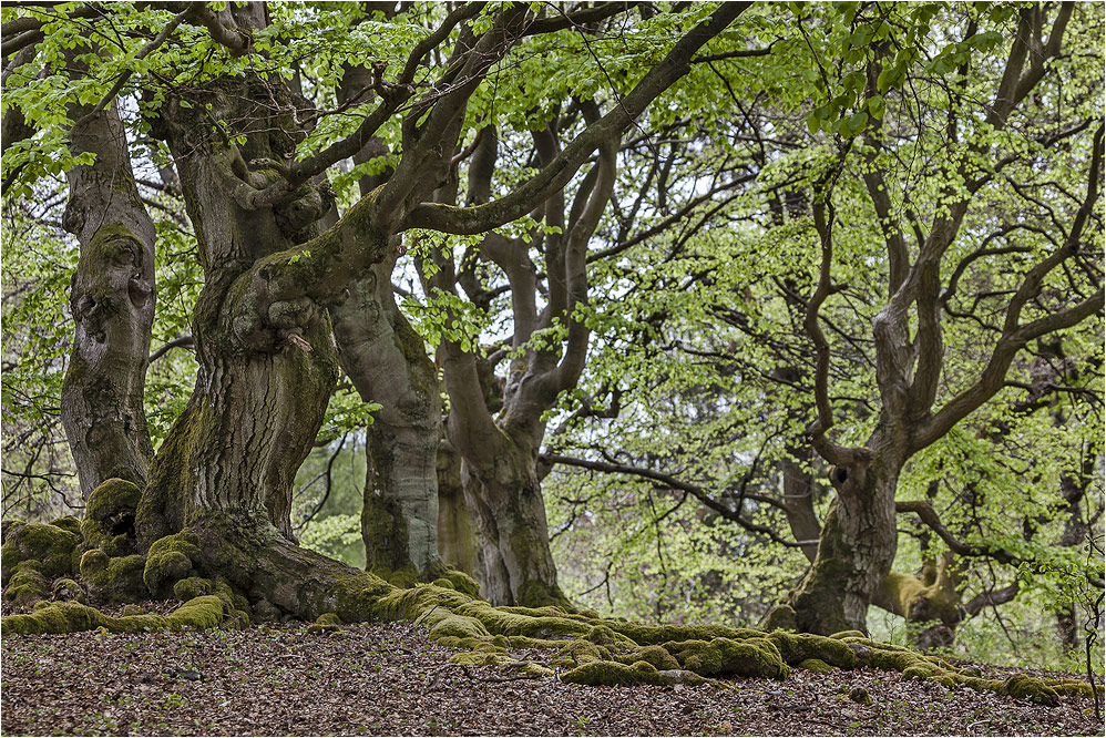 HUTEWALD Halloh bei Bad Wildungen (4)