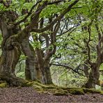 HUTEWALD Halloh bei Bad Wildungen (4)