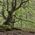 HUTEWALD Halloh bei Bad Wildungen (5)