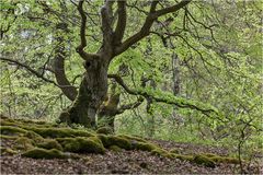 HUTEWALD Halloh bei Bad Wildungen (5)