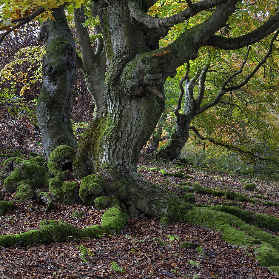 HUTEWALD Halloh bei Bad Wildungen (6)