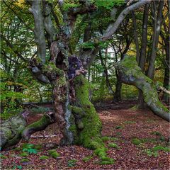 HUTEWALD Halloh bei Bad Wildungen (7)