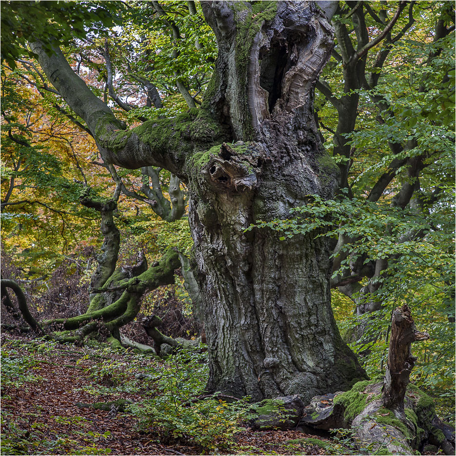 HUTEWALD Halloh bei Bad Wildungen (8)