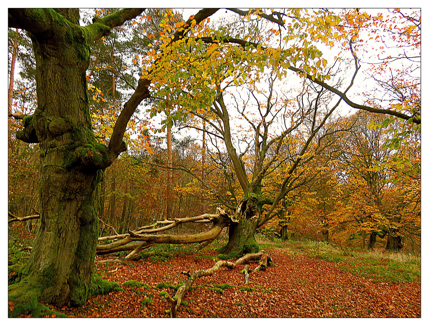 Hutewald Halloh in Albertshausen