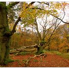 Hutewald Halloh in Albertshausen