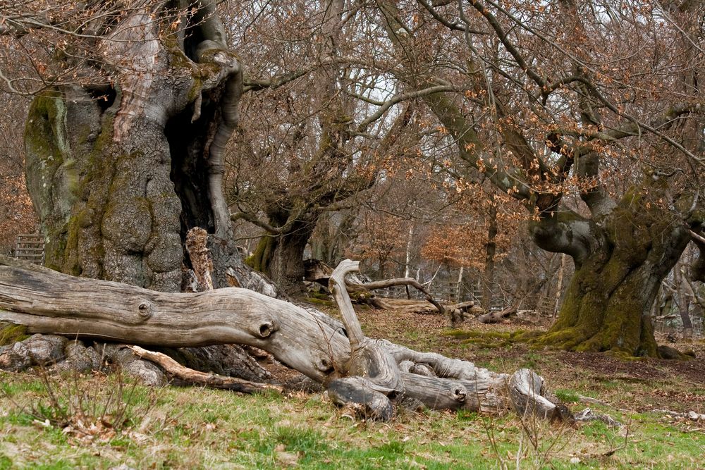 Huthewald bei Bad Wildungen